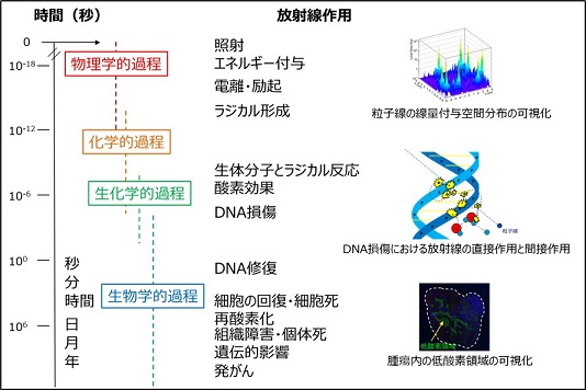 粒子線生物作用の生体内反応と各反応過程の時系列