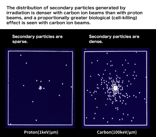 Figure 3. The distribution of secondary particles generated by irradiation is denser with carbon ion beams than with proton beams, and a proportionally greater biological (cell-killing) effect is seen with carbon ion beams.