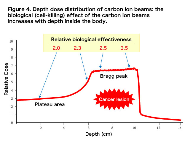 Figure 4. Depth dose distribution of carbon ion beams: the biological (cell-killing) effect of the carbon ion beams increases with depth inside the body.