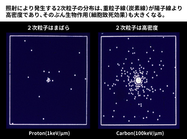 図3. 照射により発生する２次粒子の分布