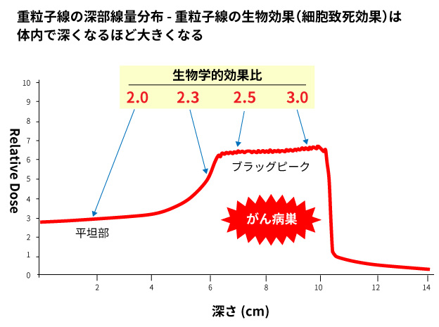 図4. 重粒子線の深部線量分布